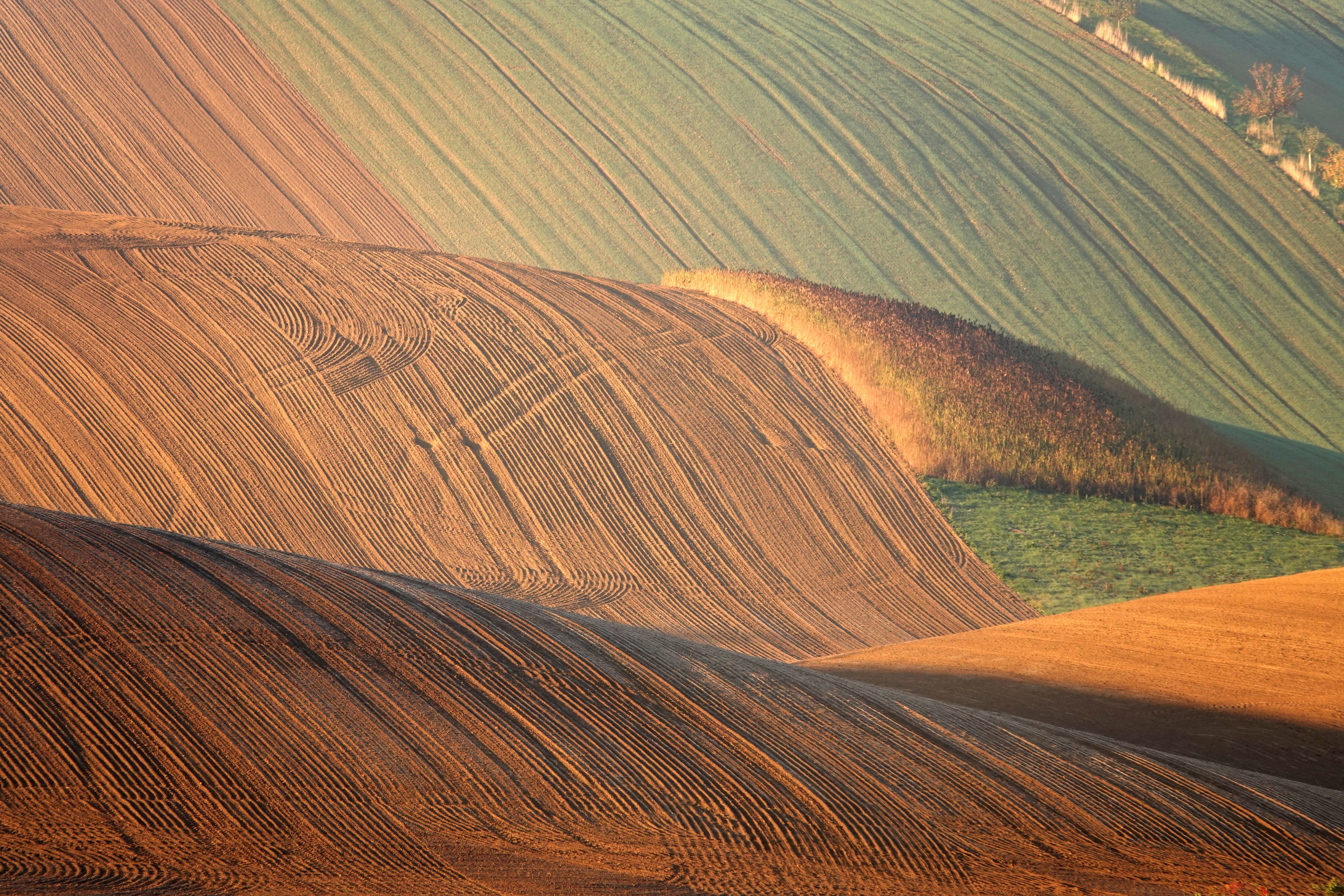 Agricultural field
